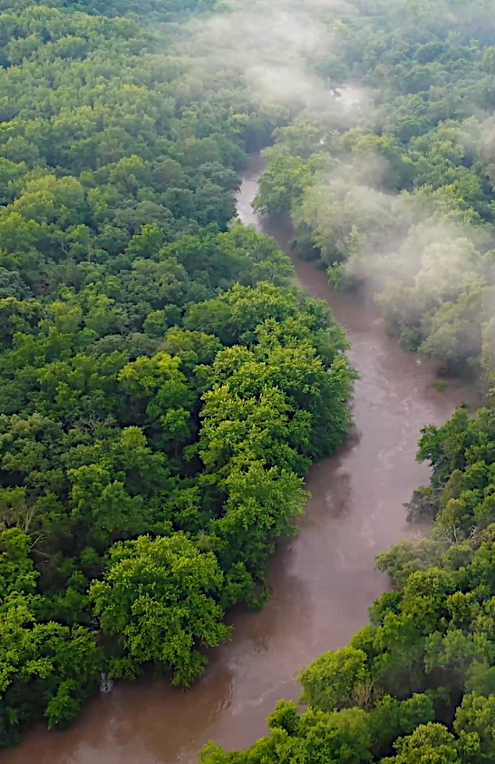 O mundo está desmatando menos — mas isso ainda não é uma vitória
